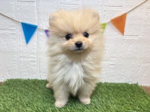 ⑰ポメラニアン￥328,900(税込)3/23まで→￥295,900(税込)