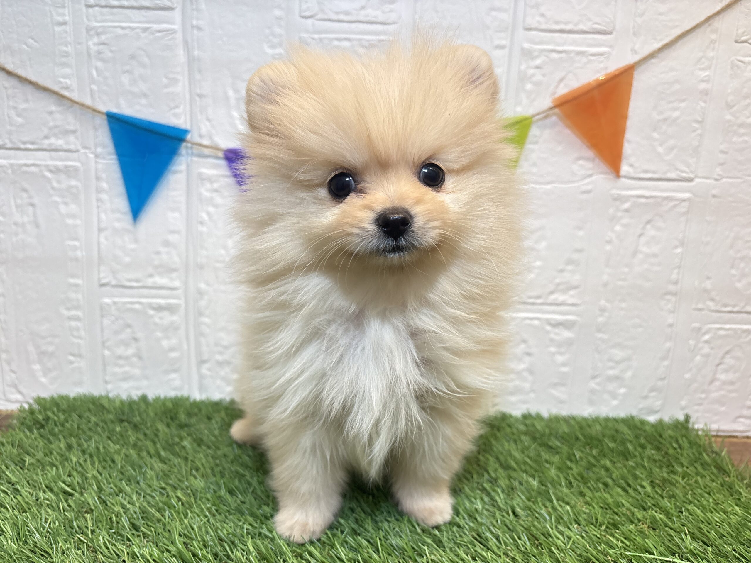 ポメラニアン