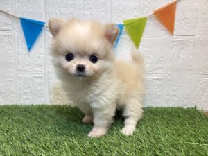 ⑱Mix(父ポメラニアン×母チワワ)￥361,900(税込)3/23まで→￥328,900(税込)