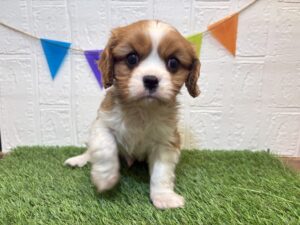 ⑳キャバリア・キング・チャールズスパニエル￥295,900(税込)3/23まで→￥262,900(税込)