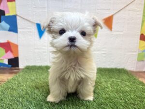 ㉒マルチーズ￥240,900(税込)3/23まで→￥207,900(税込)