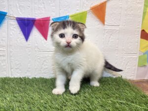 ㉔スコティッシュフォールド(耳折)￥251,900(税込)3/23まで→￥218,900(税込)