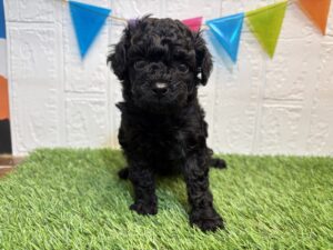 ②トイプードル￥284,900(税込)3/30まで→￥251,900(税込)