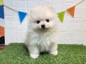 ④ポメラニアン￥251,900(税込)3/30まで→￥218,900(税込)