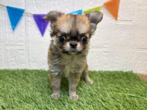 ⑤チワワ(ロング)￥427,900(税込)3/30まで→￥394,900(税込)