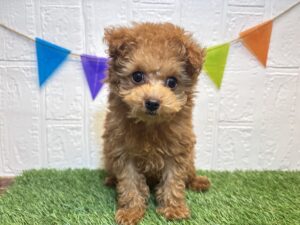 ⑳トイプードル￥240,900(税込)→￥207,900(税込)