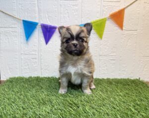 ⑬チワワ（ロング）￥218,900(税込)3/30まで→￥185,900(税込)