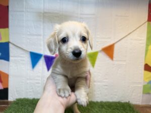 ⑭ミニチュアダックスフンド￥240,900(税込)3/30まで→￥207,900(税込)