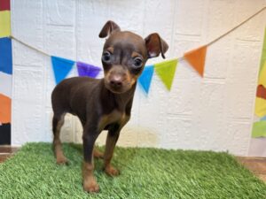 ⑮ミニチュアピンシャー￥262,900(税込)3/30まで→￥229,900(税込)