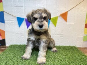 ⑰ミニチュアシュナウザー￥218,900(税込)3/30まで→￥185,900(税込)