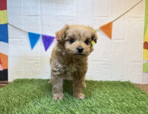 ⑱Mix（父ポメラニアン×母トイプードル）￥295,900(税込)3/30まで→￥262,900(税込)