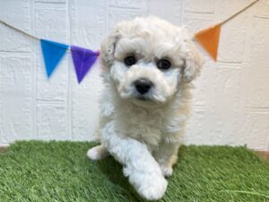 ㉑ビションフリーゼ￥240,900(税込)3/30まで→￥207,900(税込)