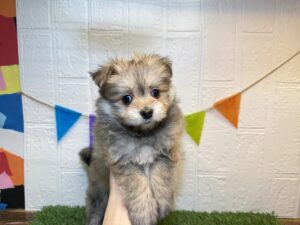 Mix(父マルチーズ×母ポメラニアン）￥240,900(税込)→￥207,900(税込)