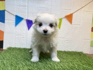 Mix(父マルチーズ×母ポメラニアン)￥251,900(税込)→￥218,900(税込)