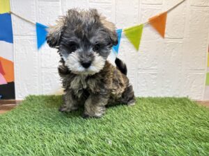 ⑭Mix(父マルチーズ×母ミニチュアシュナウザー)￥284,900(税込)￥251,900(税込)