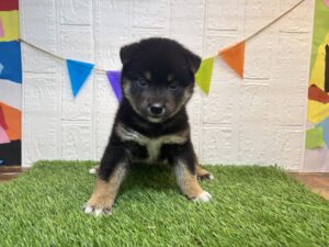 ⑧柴犬￥240,900(税込)3/30まで→￥207,900(税込)