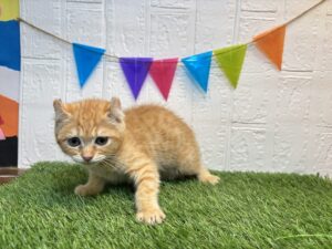 ⑪アメリカンカール￥207,900(税込)3/30まで→￥174,900(税込)