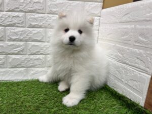 サモエド　￥537,900(税込)→3/23(月)まで￥504,900(税込)