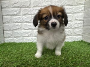 パピヨン￥185,900(税込)→3/23(月)まで￥152,900(税込)