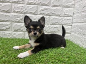 チワワ(ロング)￥284,900(税込)