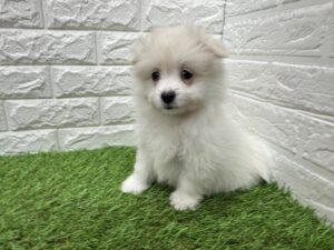 Mix(マルチーズ×ポメラニアン)￥218,900(税込)