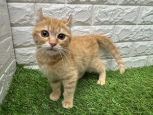 アメリカンカール￥284,900(税込)→5/6(水)まで￥251,900(税込)