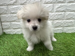 Mix(父マルチーズ×母ポメラニアン)￥185,900(税込)→5/6(水)まで￥152,900(税込)