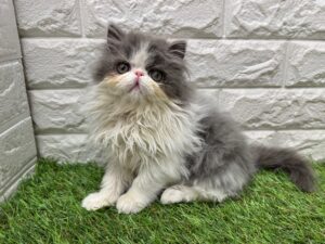 エキゾチック￥438,900(税込)→5/6(水)まで￥405,900(税込)