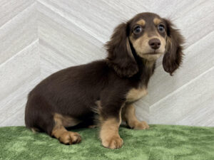 ③ポメラニアンalt=