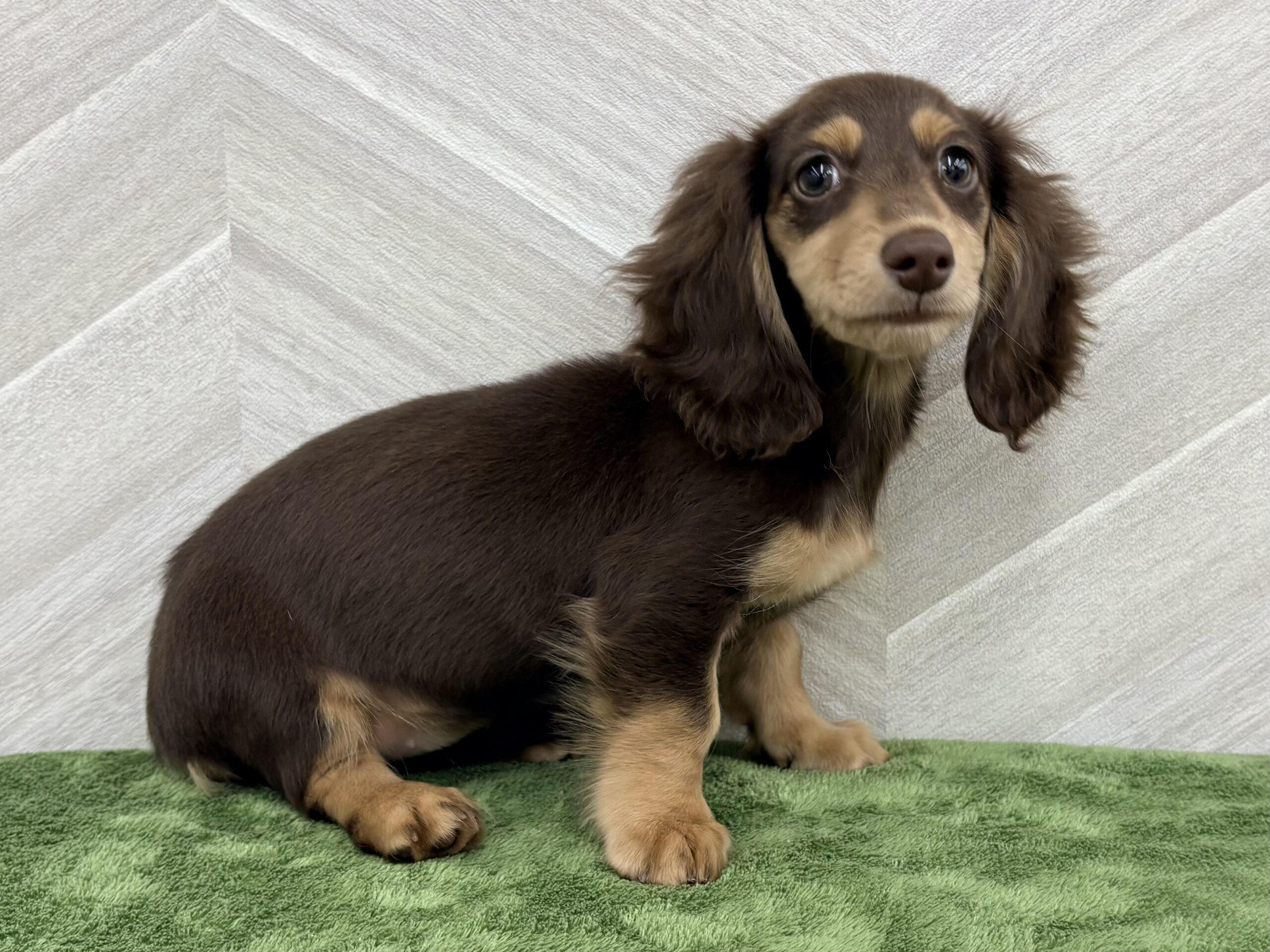 ミニチュアダックスフンド