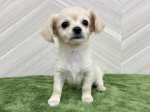 MIX(父チワワ(ロング)×母ミニチュアダックス(ロング))￥328,900(税込)