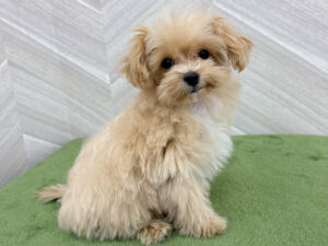 ④Mix(父トイプードル×母マルチーズ)￥295,900(税込)→4/17～5/6まで￥251,900(税込)