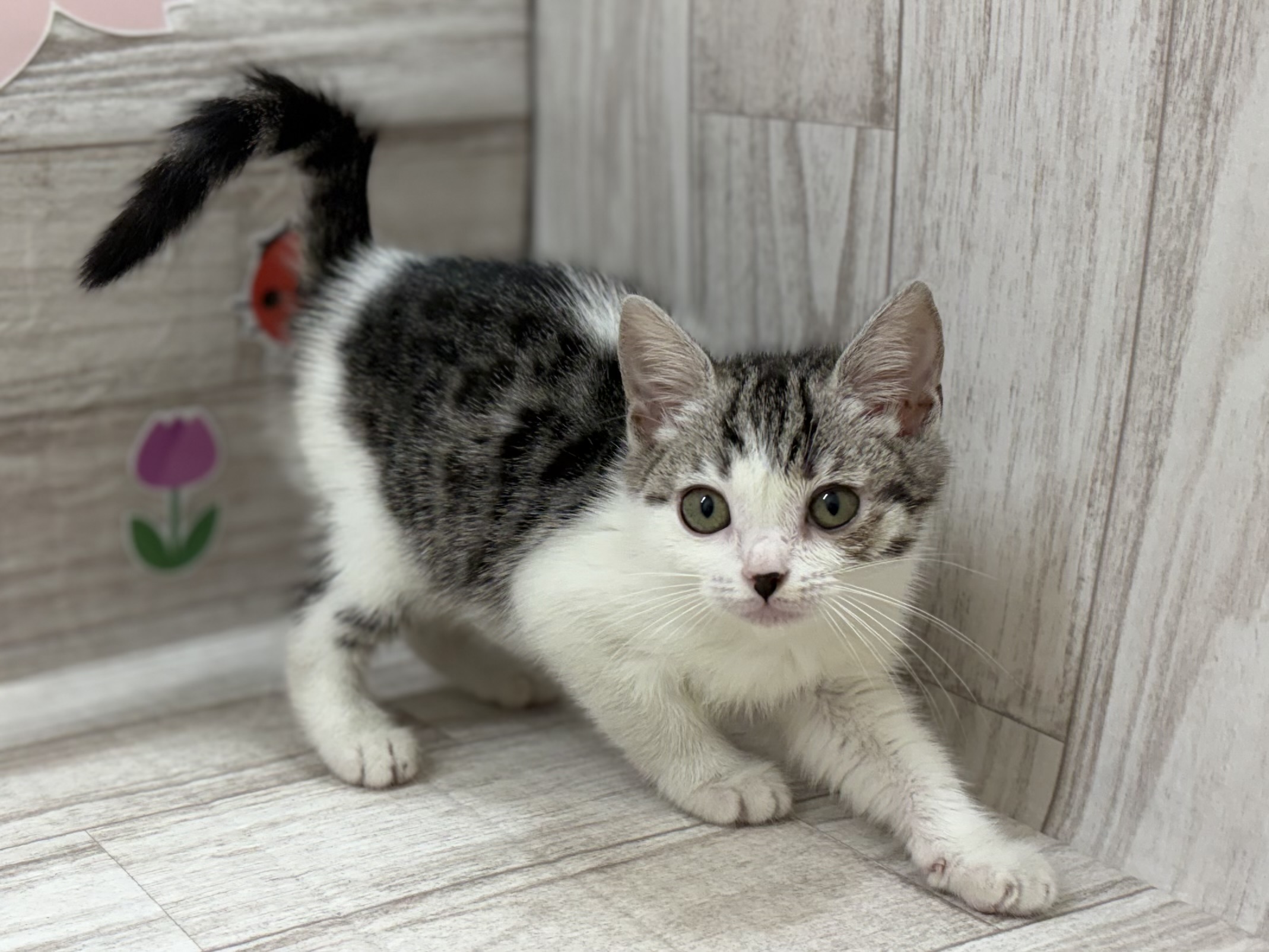 スコティッシュフォールド(立耳)