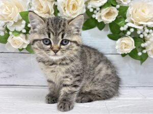 ミヌエット(足長)￥262,900(税込)→3/23まで￥229,900(税込)