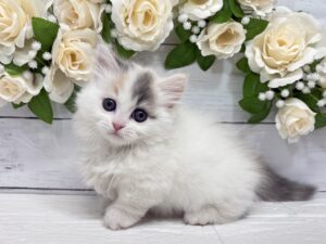 マンチカン(足短)￥372,900(税込)→3/23まで￥339,900(税込)