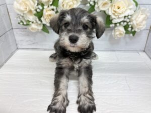 ミニチュアシュナウザー￥284,900(税込)→3/23まで￥251,900(税込)