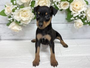 ⑩ミニチュアピンシャー￥295,900(税込)