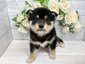 ⑯柴犬￥262,900(税込)