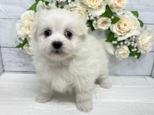 Mix(マルチーズ×ポメラニアン)￥207,900(税込)