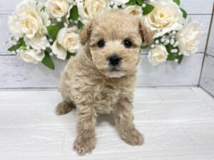 Mix(トイプードル×マルチーズ)￥218,900(税込)