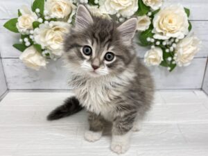 ⑫ノルウェージャンフォレストキャット￥317,900(税込)