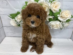 ⑨トイプードル￥284,900(税込)