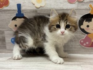 アメリカンカール　￥239,800(税込)