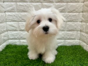 マルチーズ ￥152,900(税込)→5/6(水)まで￥141,900(税込)