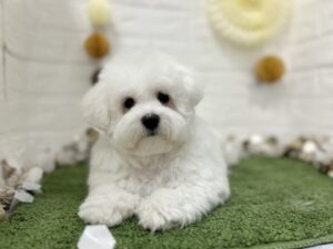 ②ビションフリーゼ　￥272,800(税込)→6/7まで￥173,800(税込)
