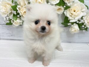 ポメラニアン￥350,900(税込)→3/23まで￥317,900(税込)
