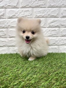 ポメラニアン　生体代＋別途費用で￥198,000(税込)