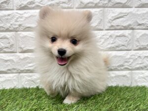 ポメラニアン￥262,900(税込)