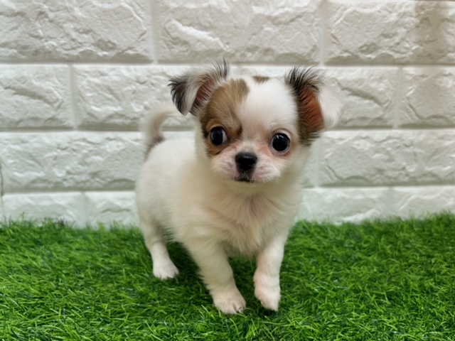 チワワ(ロング)