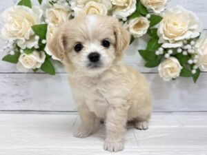 MIX(父チワワ(ロング)×母トイプードル)￥405,900(税込)→3/23まで￥368,500(税込)